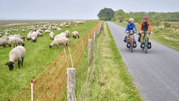 Nordseeküsten-Radweg im Kreis Cuxhaven: Route existiert seit 25 Jahren