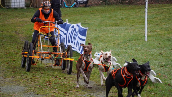 Silberbergtrail in der Wingst: Schlittenhunde rasen durchs Waldabenteuer (mit Fotos)