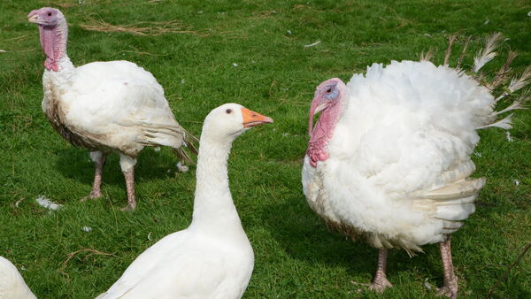 Vogelgrippe in Oldendorf-Himmelpforten: Überwachungszone reicht bis in Kreis Cuxhaven