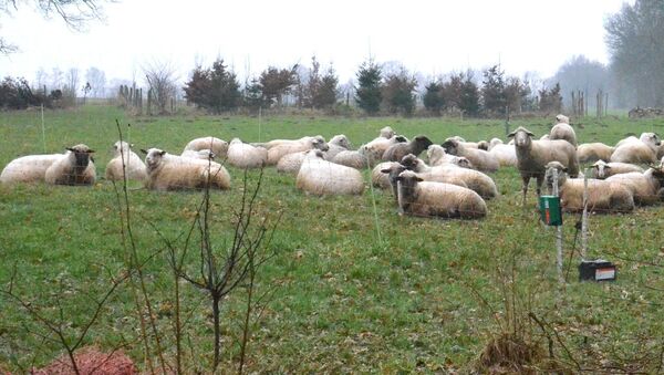 Deiche im Kreis Cuxhaven gefährdet? Wolfsangriffe bringen Schäfer in Existenznot