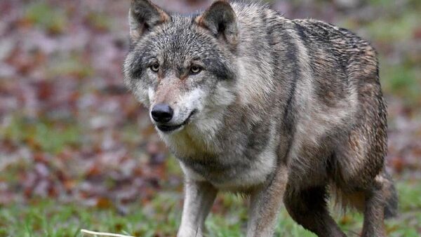 Abschuss eines Wolfes im Kreis Cuxhaven: DNA-Test bringt entscheidende Erkenntnisse