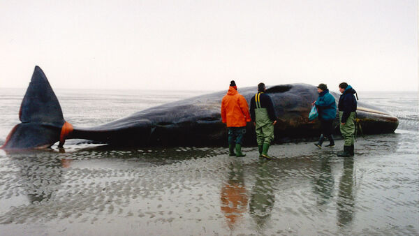 Als ein Pottwal im Watt vor Cuxhaven starb - und warum auch heute noch Wale stranden