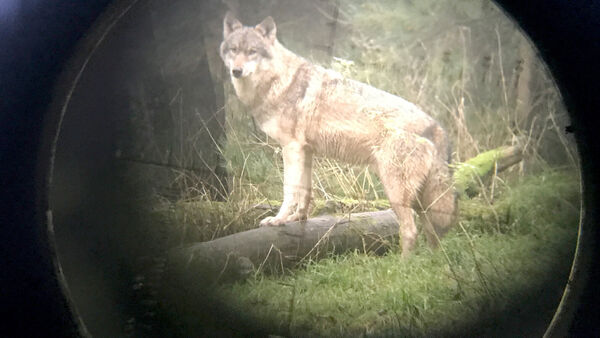 Wölfe, Sorgen & Emotionen: Bürger diskutieren mit Umweltminister Meyer in Cadenberge