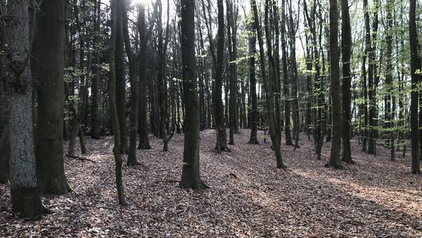 Waldbaden im Kreis Cuxhaven: Mit allen Sinnen neue Kraft schöpfen