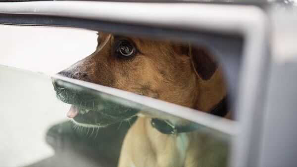 Polizei schlägt Autoscheibe in Bremerhaven ein: Hund vor Hitzetod gerettet