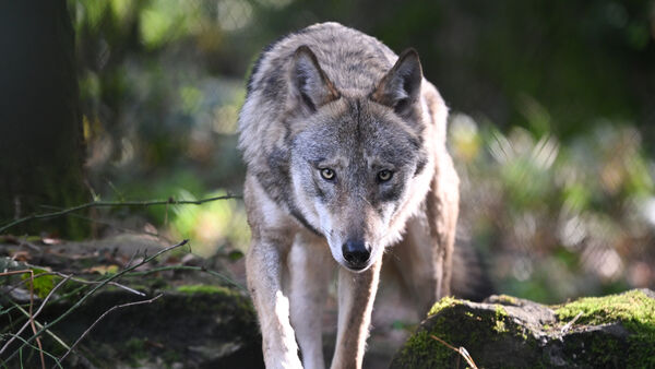 Infoabend in Cuxhaven-Altenwalde: Wolfs-Wissen für die Bevölkerung nach der Sichtung