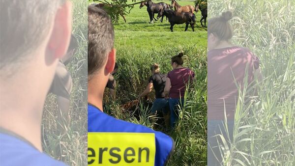 Einsatz für Feuerwehr Drochtersen im Kreis Stade: Trächtige Stute landet im Graben