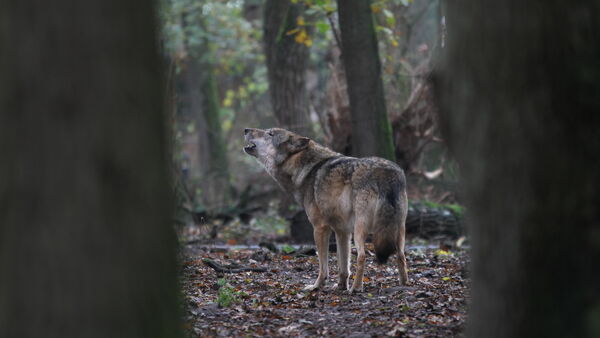 Wolf künftig im Jagdrecht: Jägerschaft aus dem Kreis Cuxhaven erklärt das Verfahren