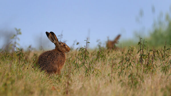 Frühlingsanfang im Kreis Cuxhaven: Im März erwacht die Tierwelt