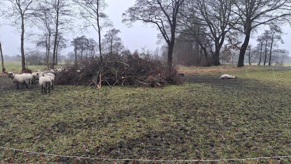 Wölfe reißen in Börde Lamstedt schon wieder Schafe - wenige Tage nach der Hetzjagd