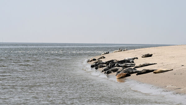 Kegelrobben im Wattenmeer: Bestand wächst weiter - Rekordzahl bei Jungtieren