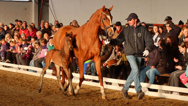 Action pur in Altenbruch: Pferdeshow begeistert die ganze Familie