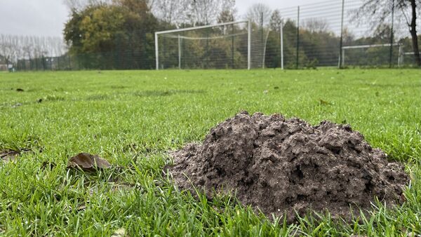 Maulwurf-Alarm in Cuxhaven: Zehn von 21 Sportplätzen derzeit gesperrt