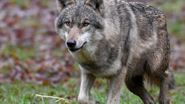 Nach Rehriss im Neubaugebiet Wolfsdiskussion in Otterndorf