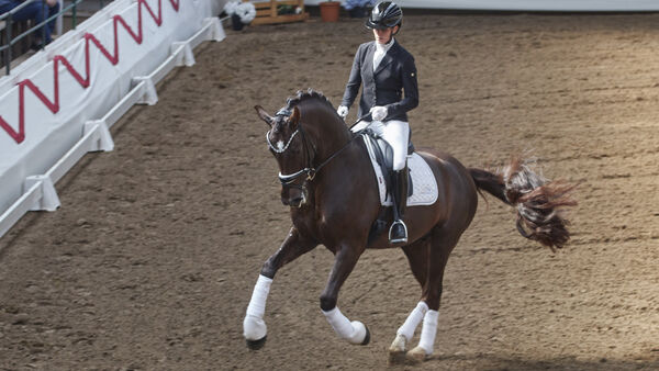 Versammlung in Bülkau: Hauptpferdezuchtverein Land Hadeln blickt auf 2025 zurück