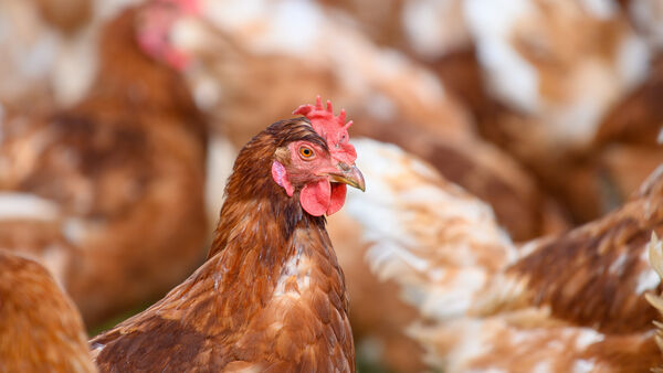Geflügel wieder ins Freie: Landkreis Cuxhaven lockert Maßnahmen gegen Vogelgrippe