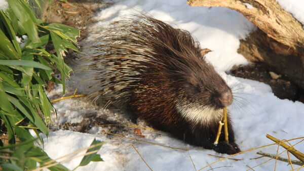Spuren, Nachwuchs und schönstes Fell: Was im Zoo Wingst im Winter zu sehen ist