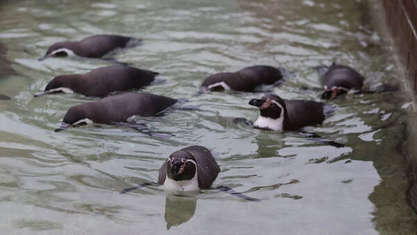 Cuxhaven diskutiert über den Kurpark in Döse: Sind Tiergehege noch zeitgemäß?