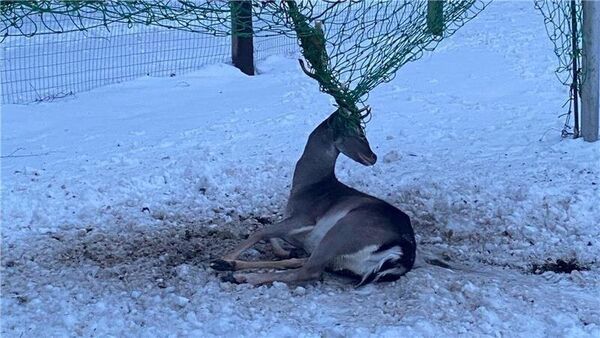 Hirsch im Landkreis Rotenburg in Tornetz gefangen - oftmals eine Todesfalle