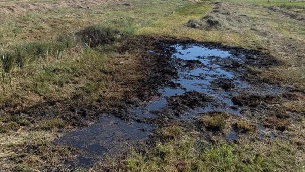 Mauersegler in Not und Flächenbrand in Cadenberge: Zwei Einsätze für die Feuerwehr