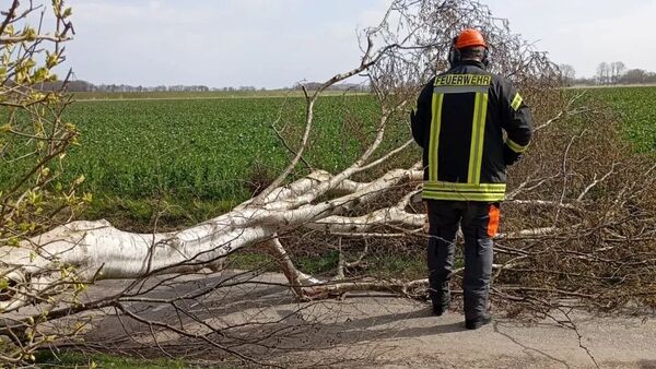Baum blockiert Straße in Cadenberge-Geversdorf: Anwohner kommen nicht auf Grundstücke