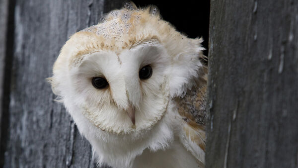 Damit Schleiereulen nicht verhungern: Appell an Landwirte im Kreis Cuxhaven