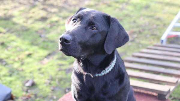 Hundeplatz vor dem Aus: Ehrenamtlicher Verein aus Cuxhaven sucht dringend neue Bleibe