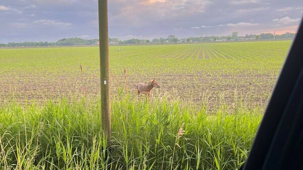 Wolf erneut in Otterndorf gesichtet: Tier nähert sich Ferienhof bis auf wenige Meter