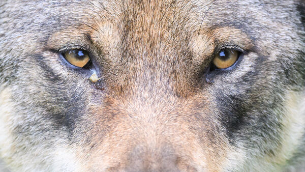 Wenn sie dem Wolf begegnen: Was die Kinder in Ihlienworth beim Info-Mobil lernen