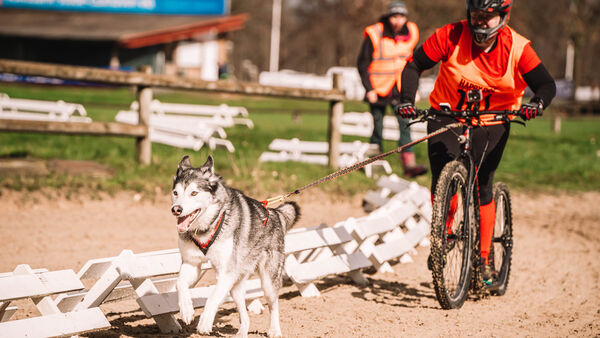 Spektakel in der Wingst: Beim Silberbergtrail rasen Schlittenhunde durch den Wald