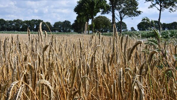 Auch Getreide kann unter "Hitzestress" leiden: Erste Bilanz im Kreis Cuxhaven
