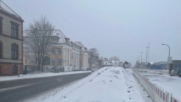 Gefällte Kastanien in der Cuxhavener Deichstraße: Zeitpunkt der Maßnahme polarisiert