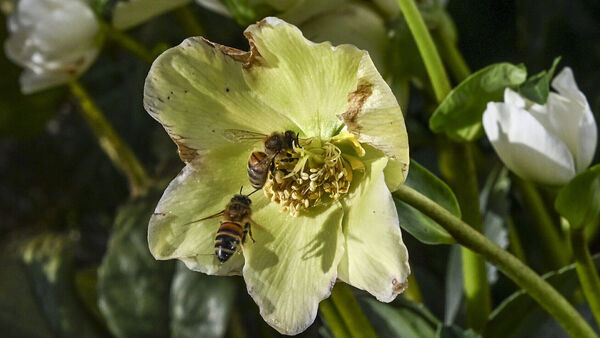 Cuxhavener Imker machen Natur erlebbar - Naturkoffer für Kinder ab sofort ausleihbar