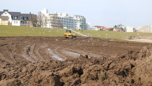Einblick in die Baustelle: So läuft die Deichsanierung in Cuxhavens Grimmershörnbucht