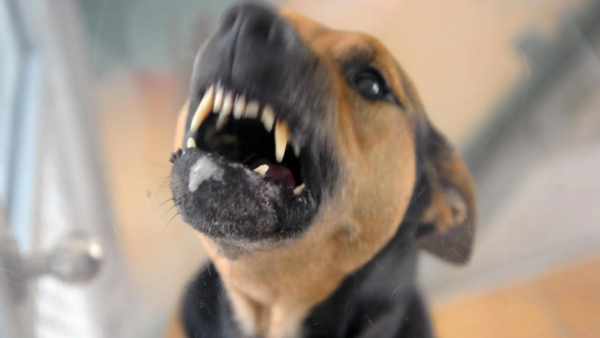 Hundeattacke im Kreis Cuxhaven: Weitere Opfer melden sich nach Angriff auf Kinder