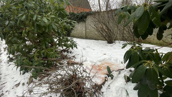 Nach Kastanien in der Deichstraße: Stadt Cuxhaven bestätigt Fällung zweier Linden